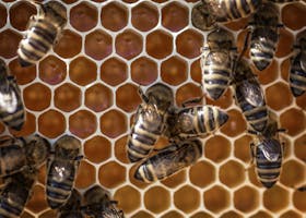 Macro view of bees working on a honeycomb, showcasing intricate hexagonal patterns.